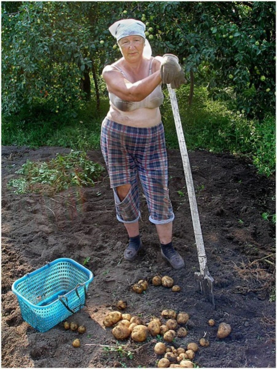 Дача картинки прикольные