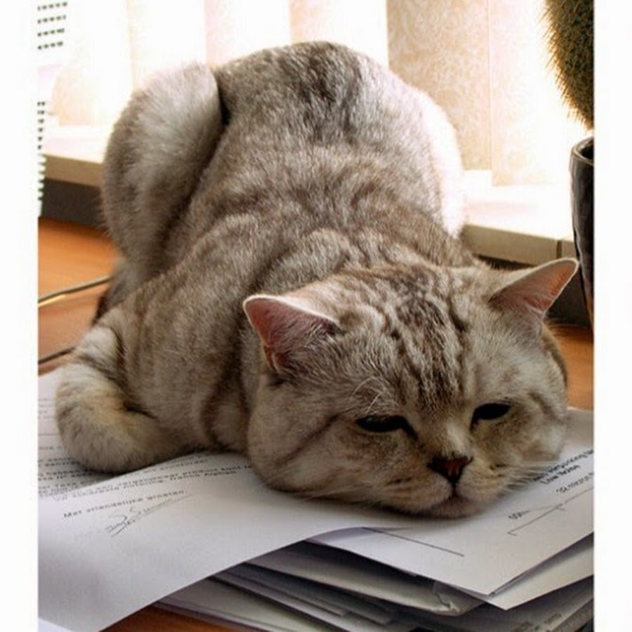 Бухгалтер прикол