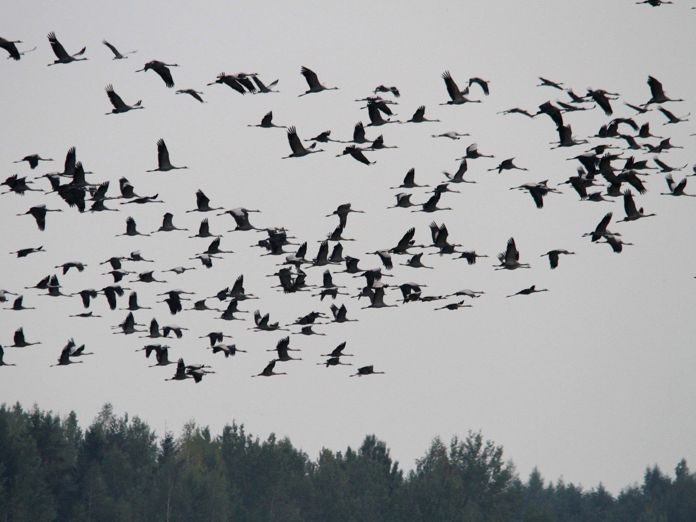 Птица растаяла. Миграция птиц. Птицы Рязанской области зимой летающих стаями. Птичка в вышине. Ноябрь птицы улетают.