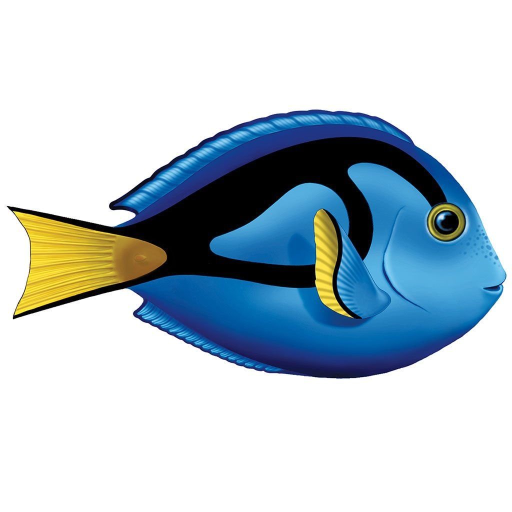 Рыба хирург на белом фоне