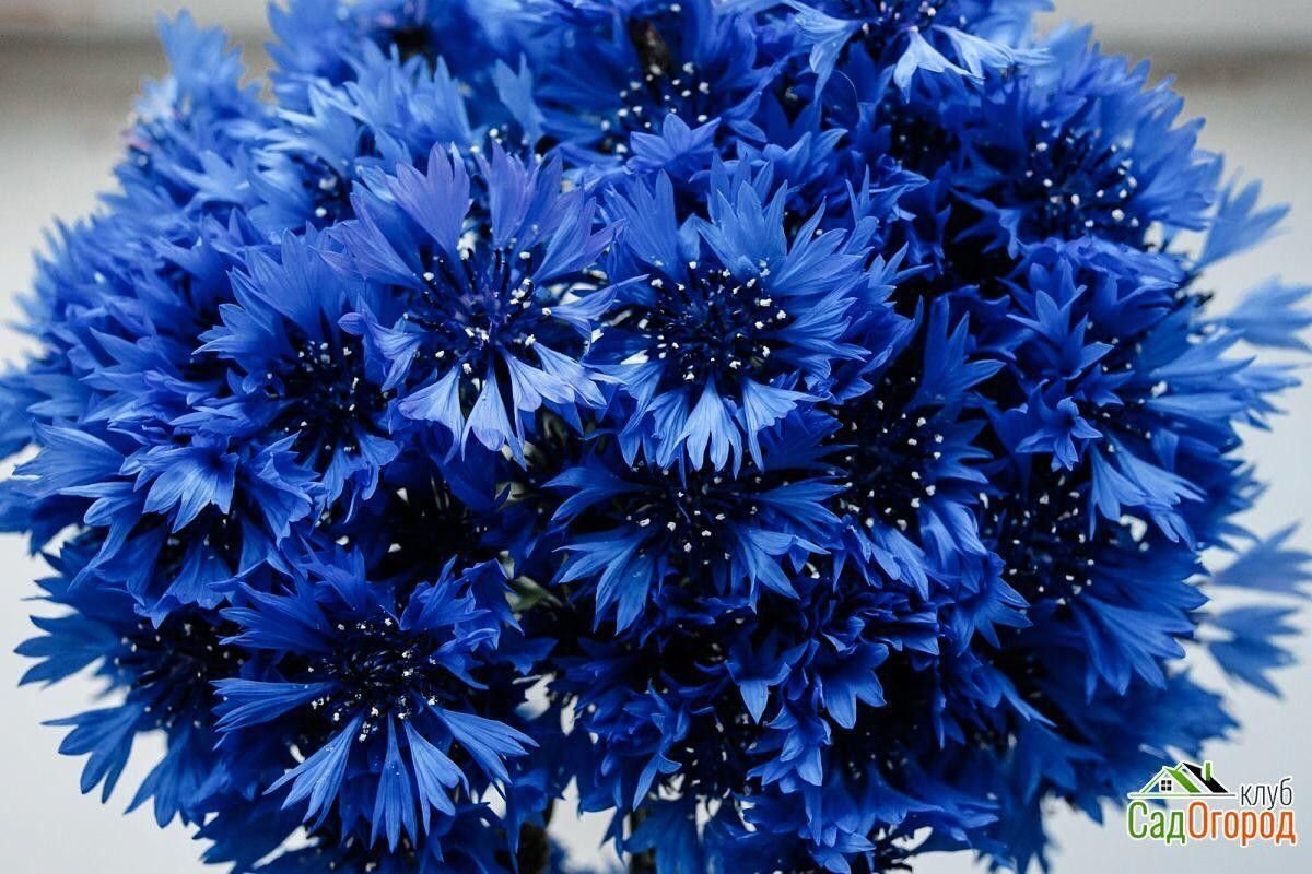 Цветы василькового цвета