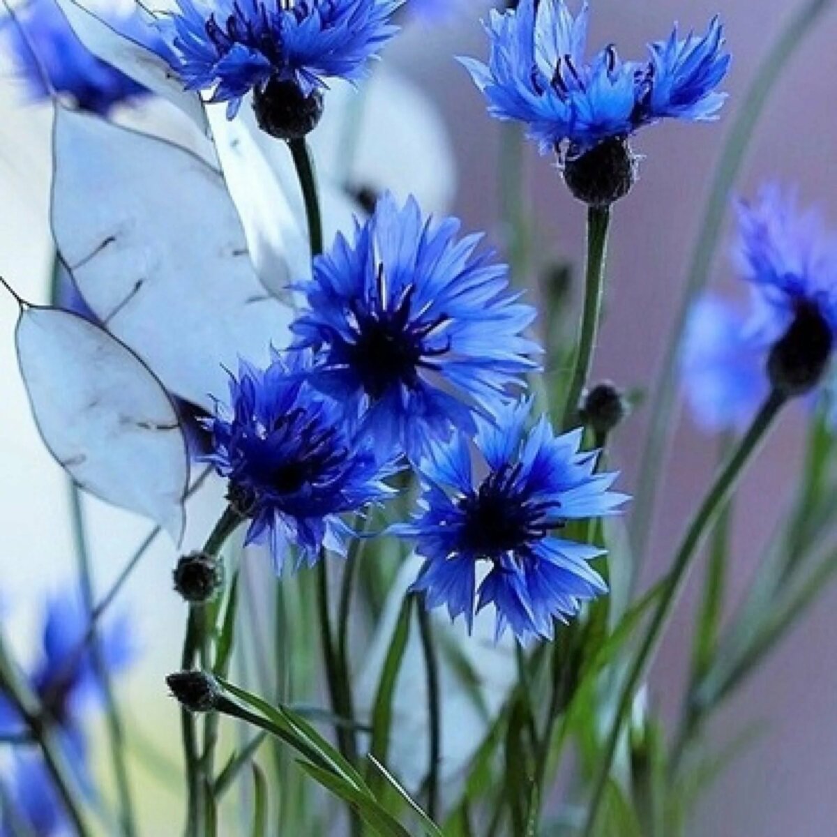 Hans Emmenegger букет Васильков