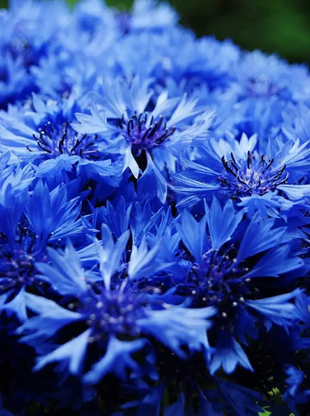 Василек трава