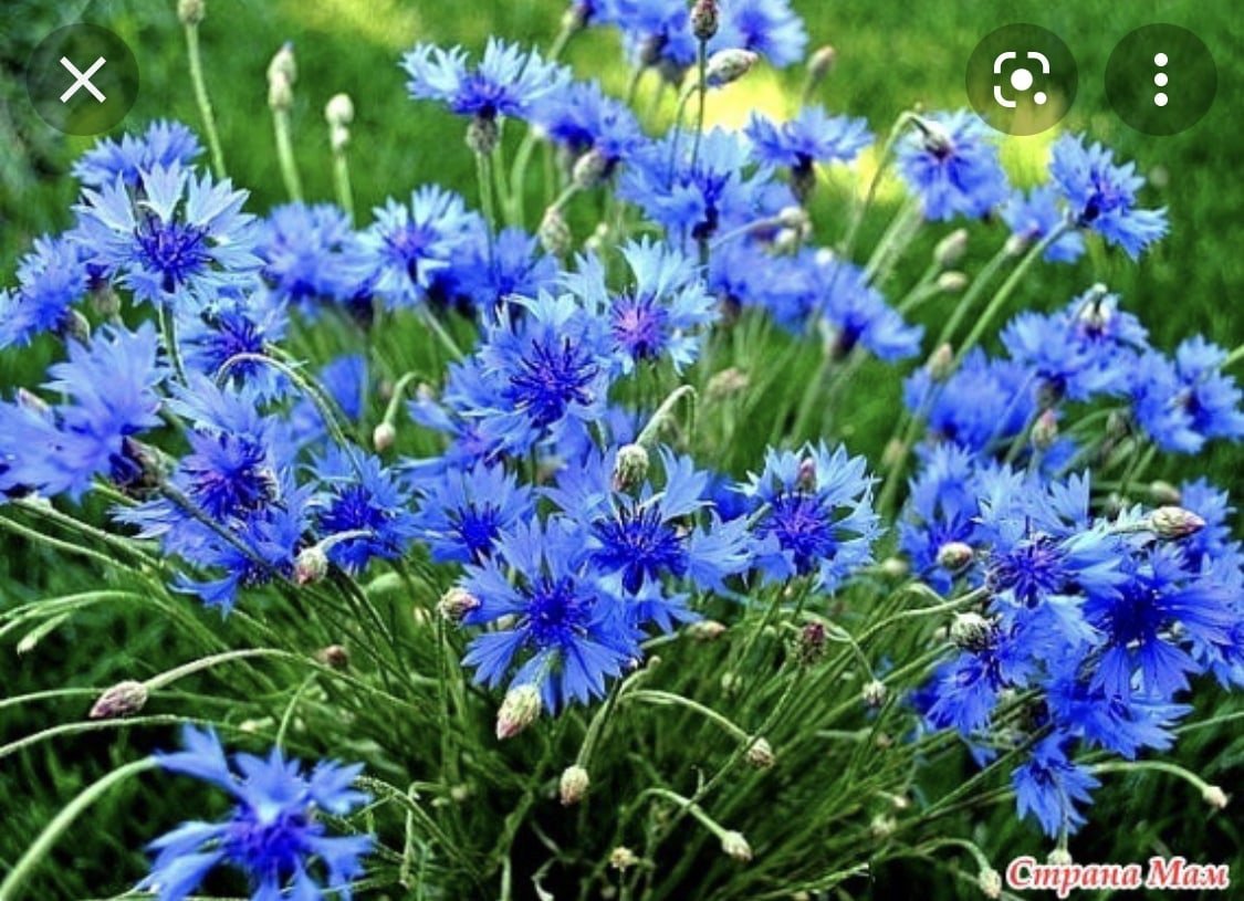 Василек полевой