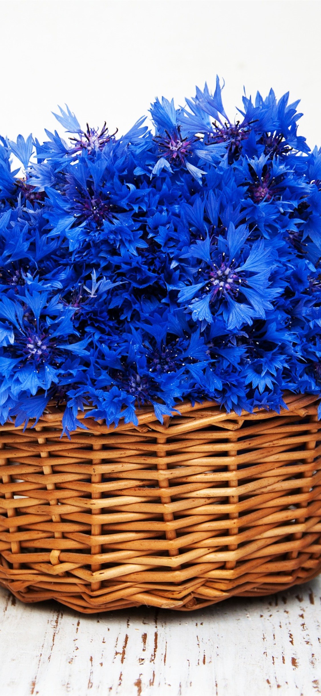 Василёк синий цветки