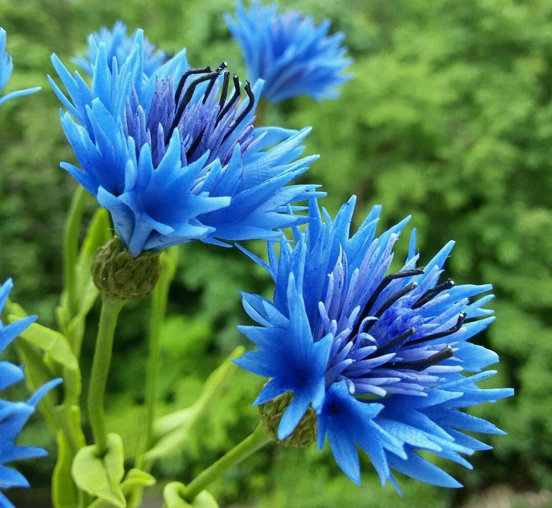 Василек Лагуна