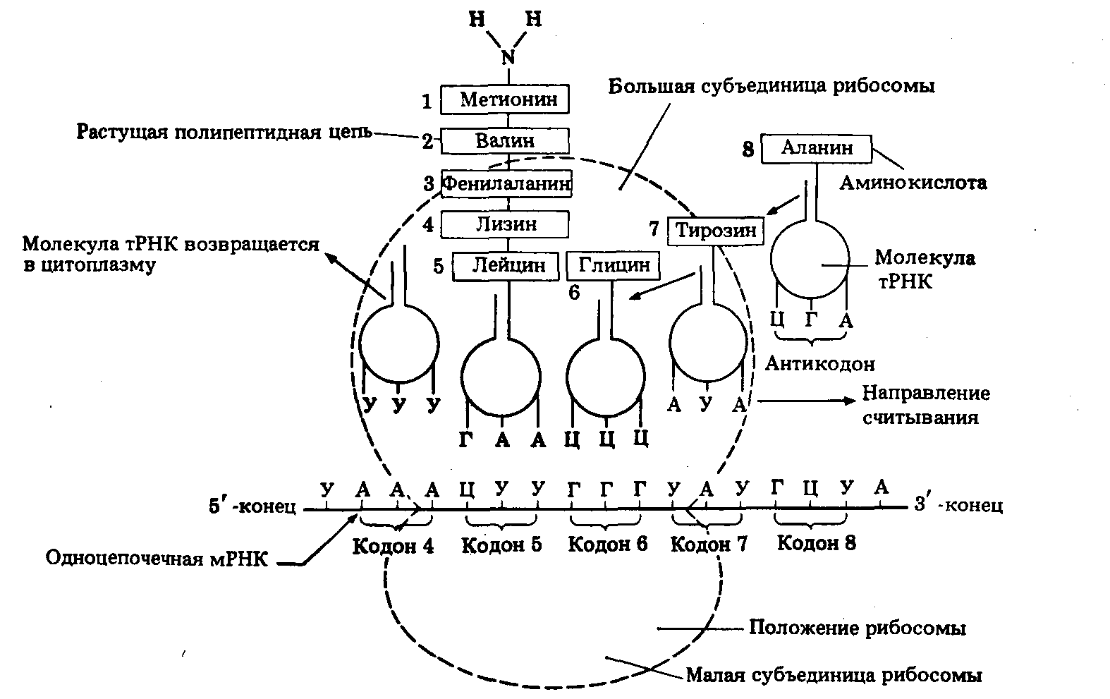 Трансляция т рнк. Схема синтеза белка в рибосоме трансляция. Схема этапы синтеза белка биохимия. Синтез т РНК схема. Схема синтеза белка в рибосоме.
