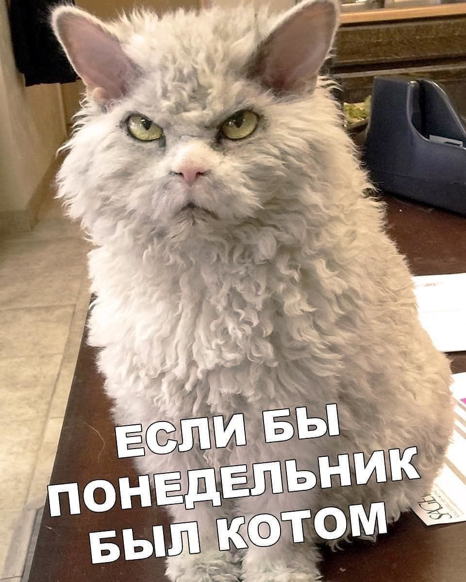 Кот утро понедельника