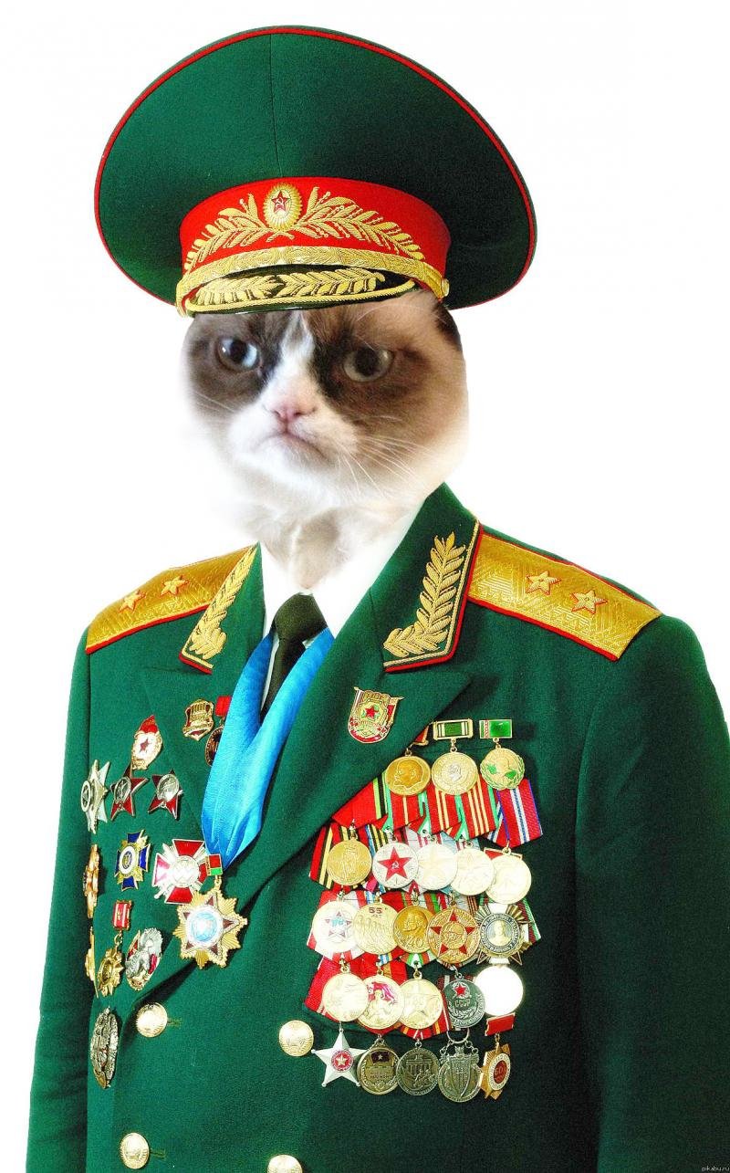 Кот в фуражке