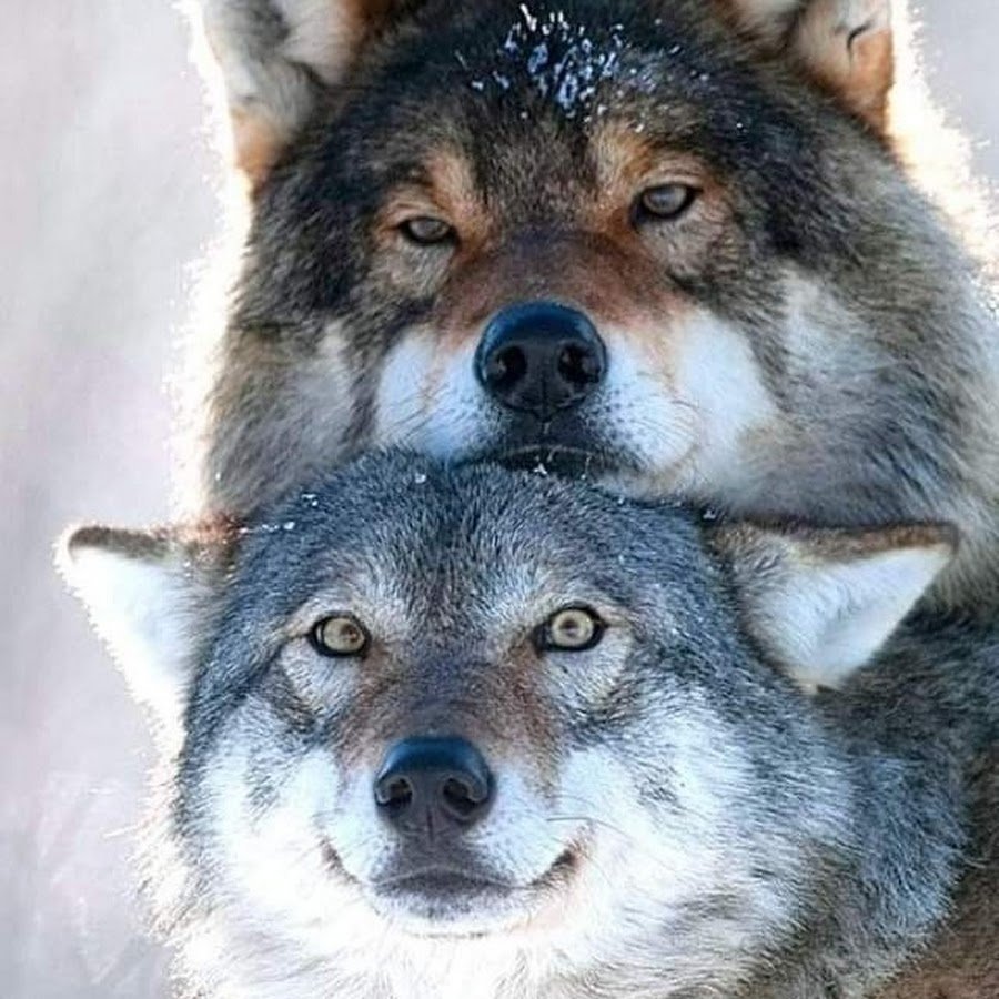 Волк и волчица