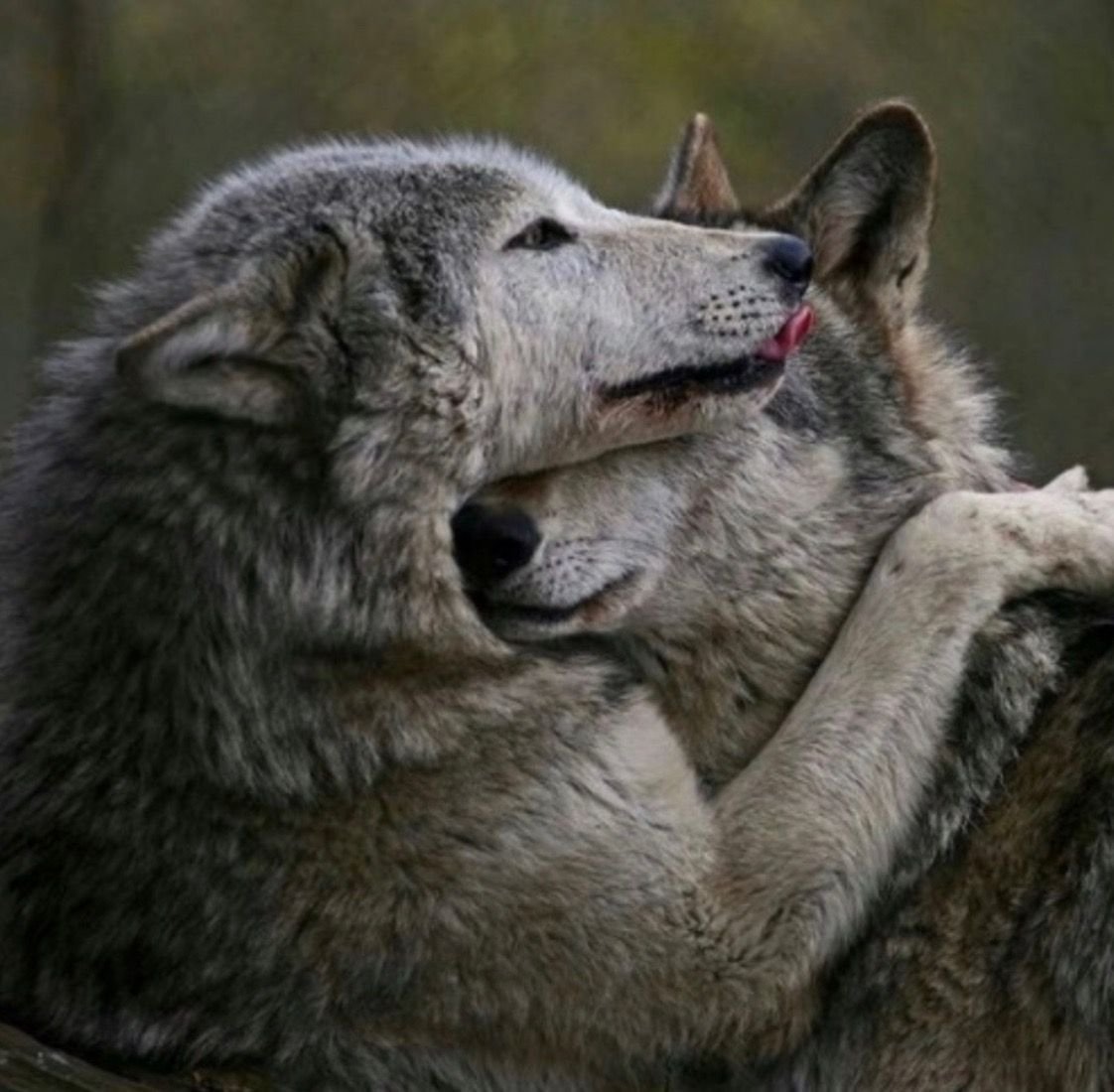 Волк и волчица любовь