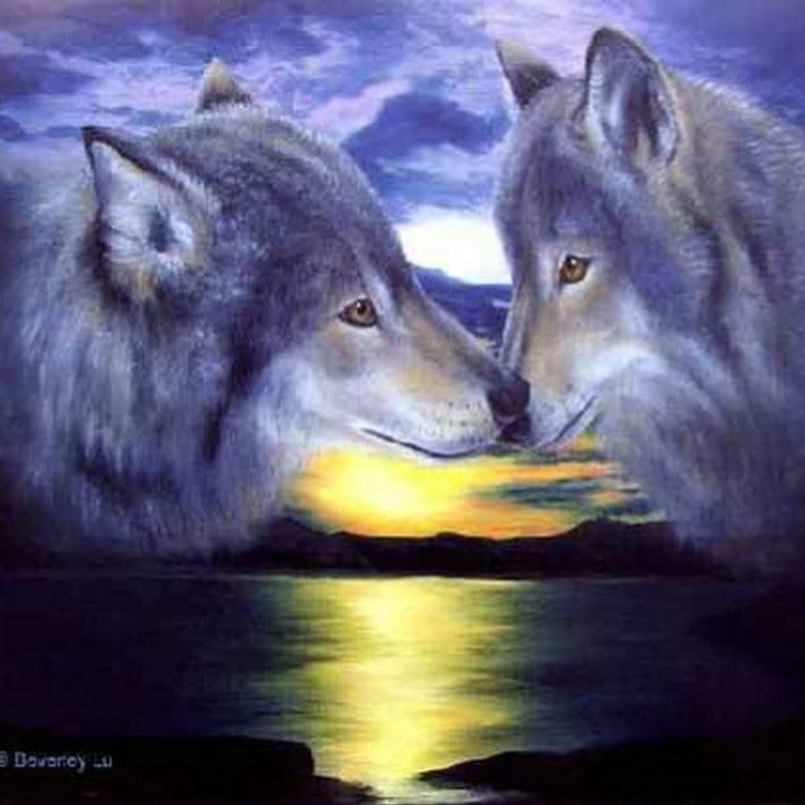 Волк и волчица любовь