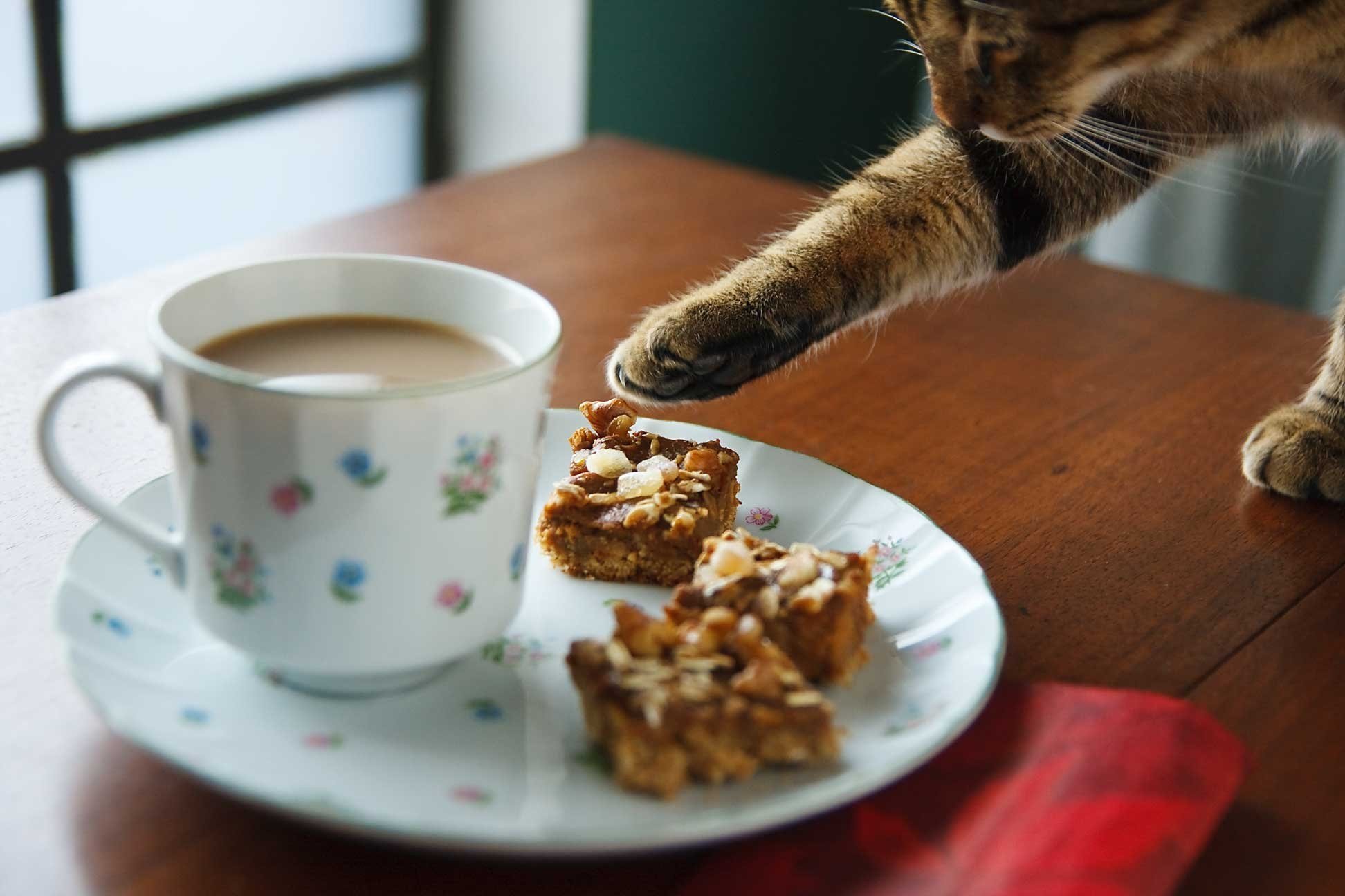 Приходи на завтрак. Утренний котик. Завтрак с котиками. Кот и кофе. Котик с кофе.