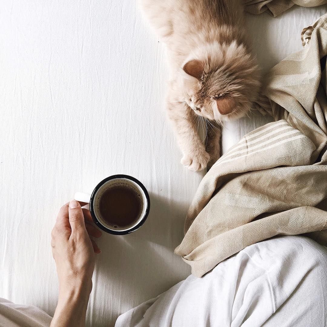 Утро кофе кот