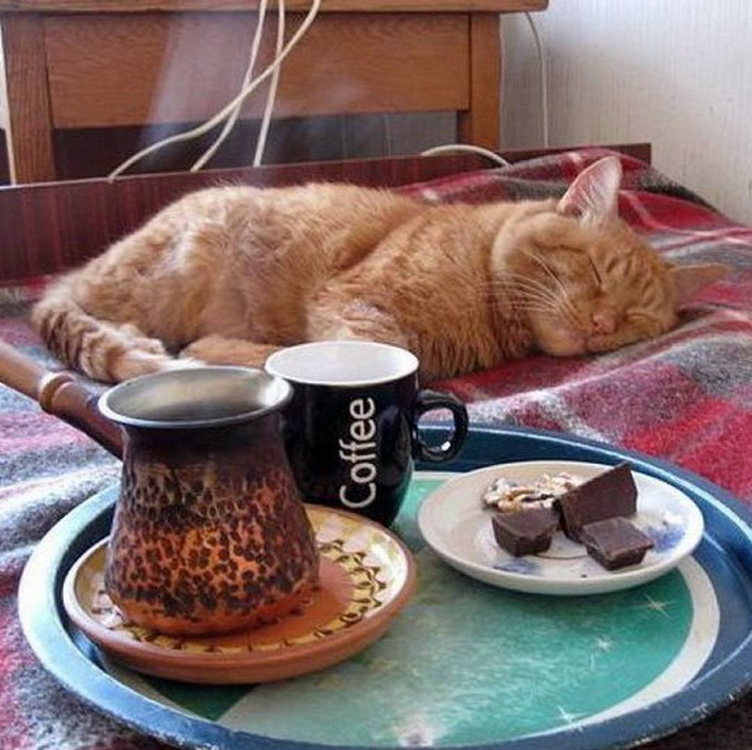 Завтрак в постель прикол