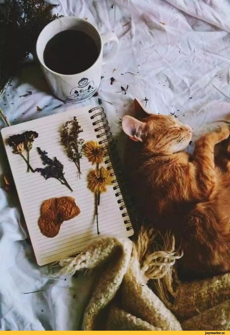 Кошки и осенний уют