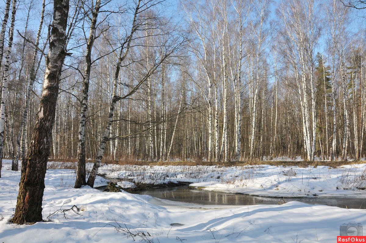 Ранний весенний лес