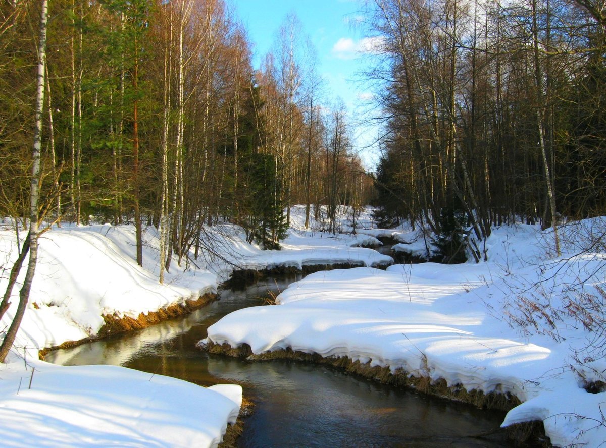Ранняя Весна в лесу