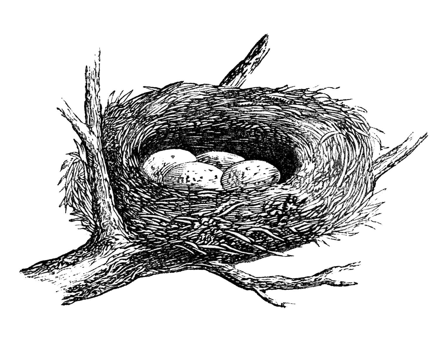 Гнездо для птиц для детей. Гнездо картинка для детей. Нарисовать гнездо. Птичье гнездо. Гнездо раскраска.