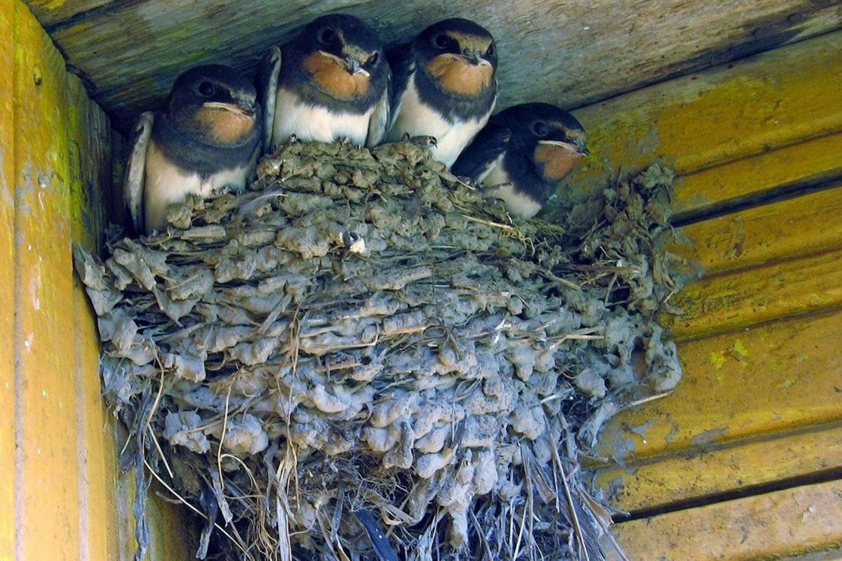 Гнезда птиц в домах. Ласточкино гнездо птицы. Гнездо деревенской ласточки. Гнездо ласточки. Гнездо для птиц..