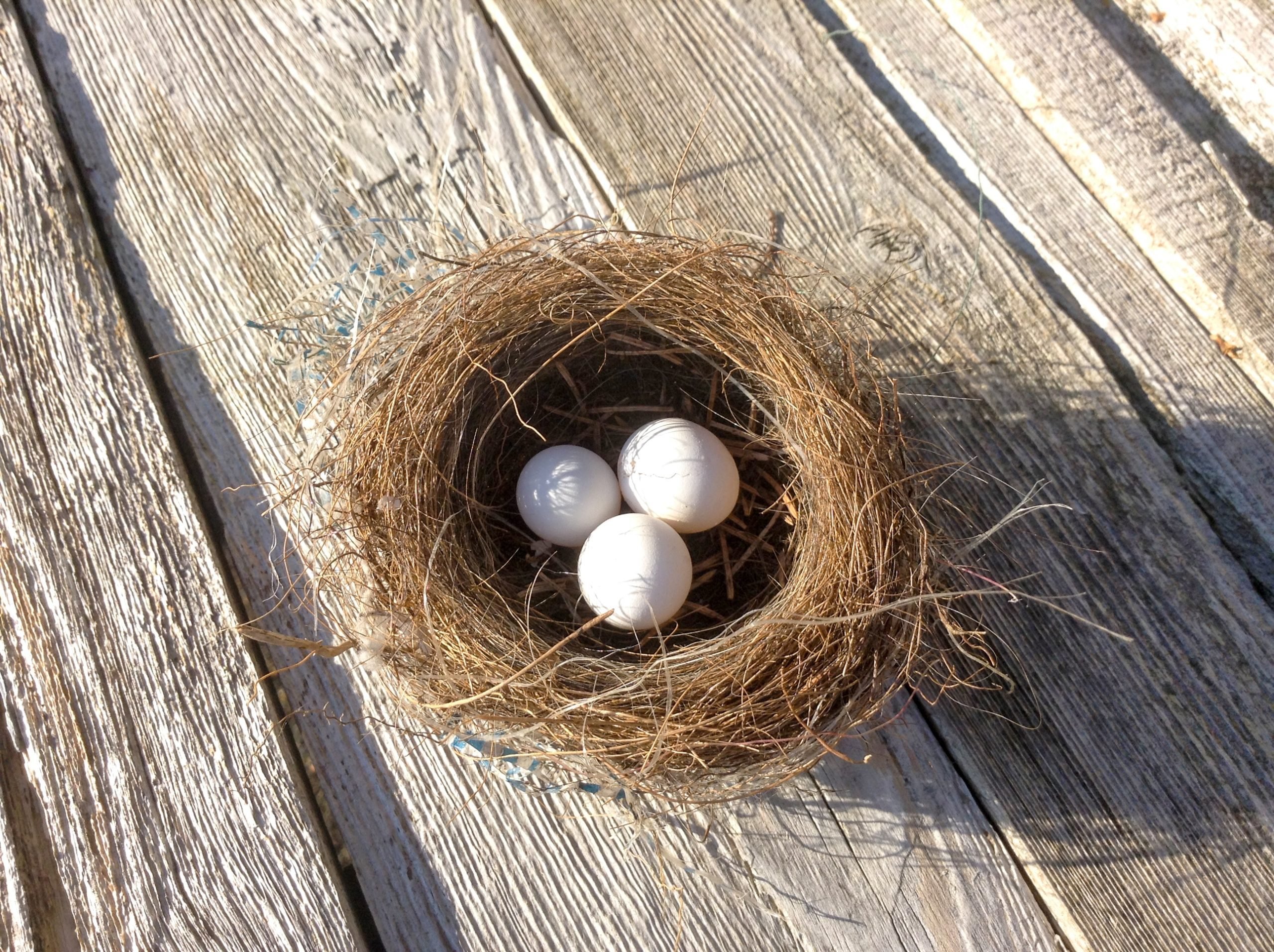 Три яйца в гнезде