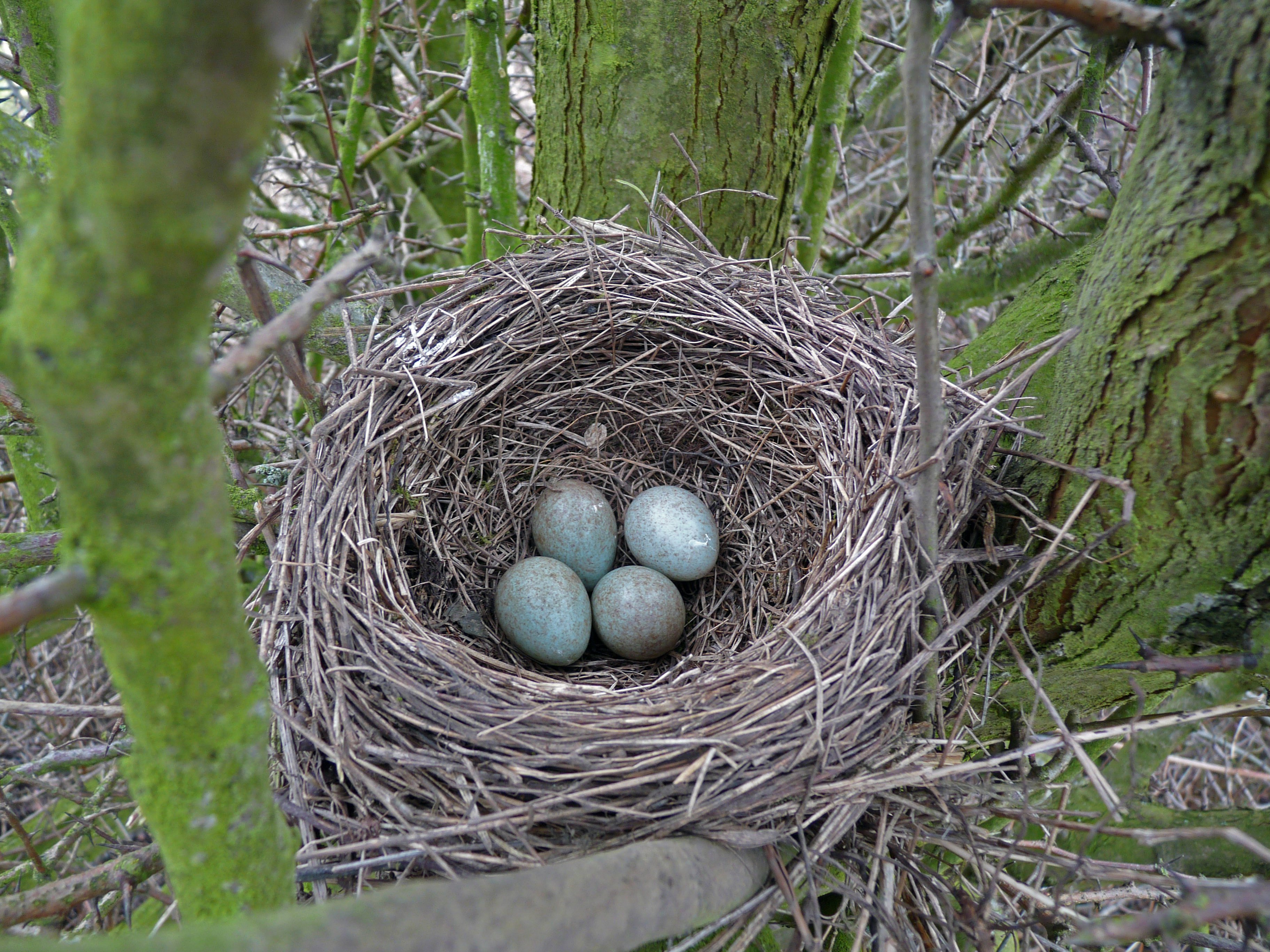 Their nests. Клинтух яйца гнездо. Гнездо Авгурея. Дербник гнездо. Гнездо гнездо зарянки.