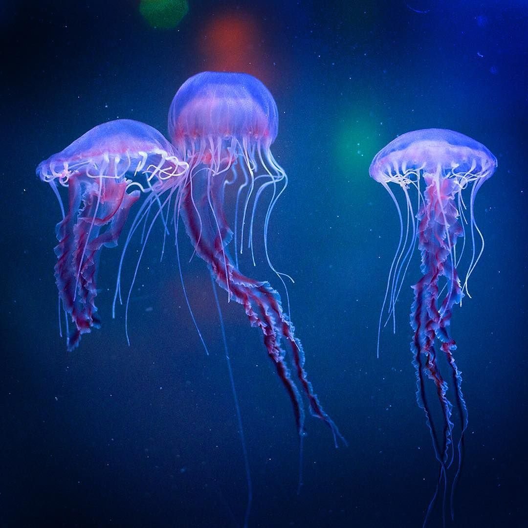 Холодноводные медузы