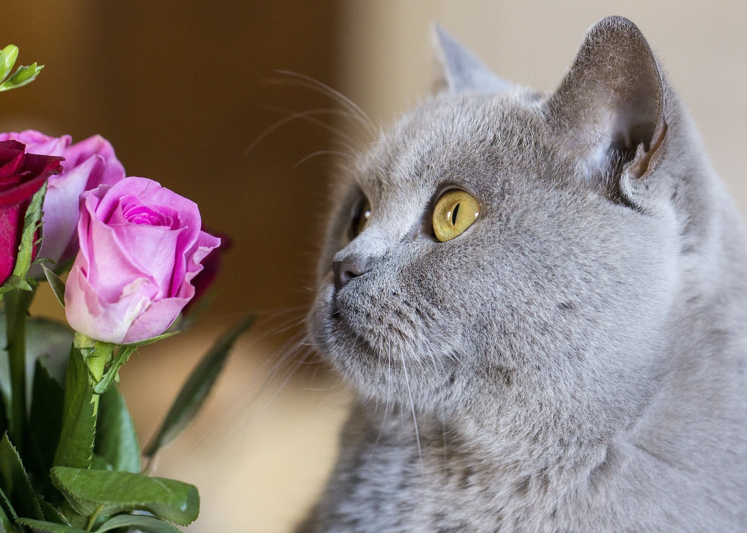 Открытка кот с цветами. Шартрез кот полосатый. Красивые кошечки. Котик с цветами. Кошечка в цветах.