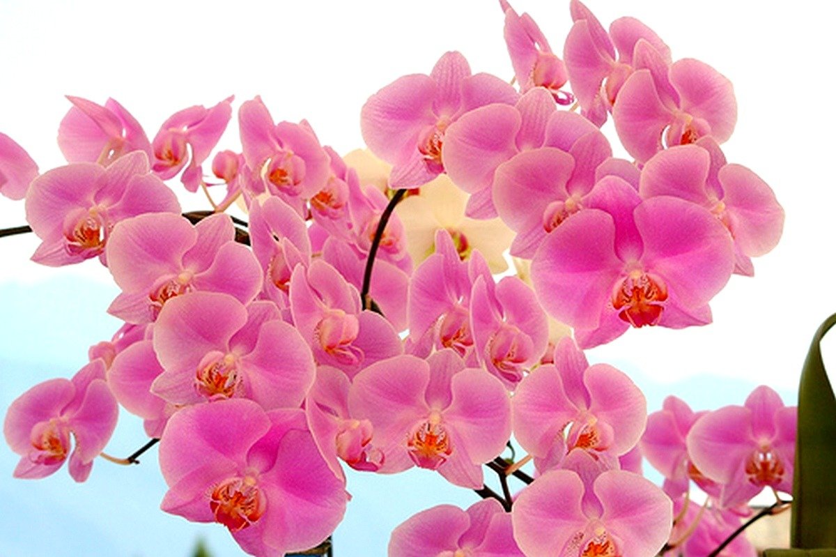 Красивые орхидеи с днем рождения