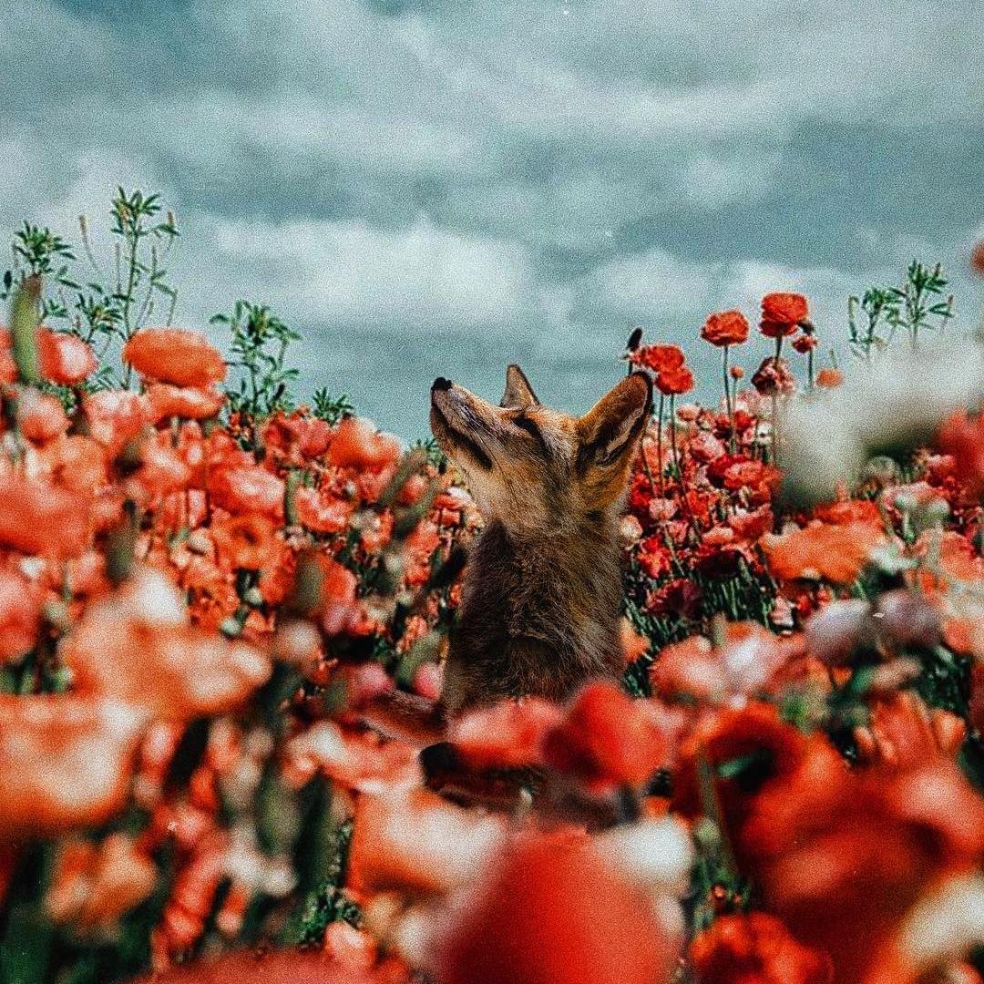 Лисица в цветах