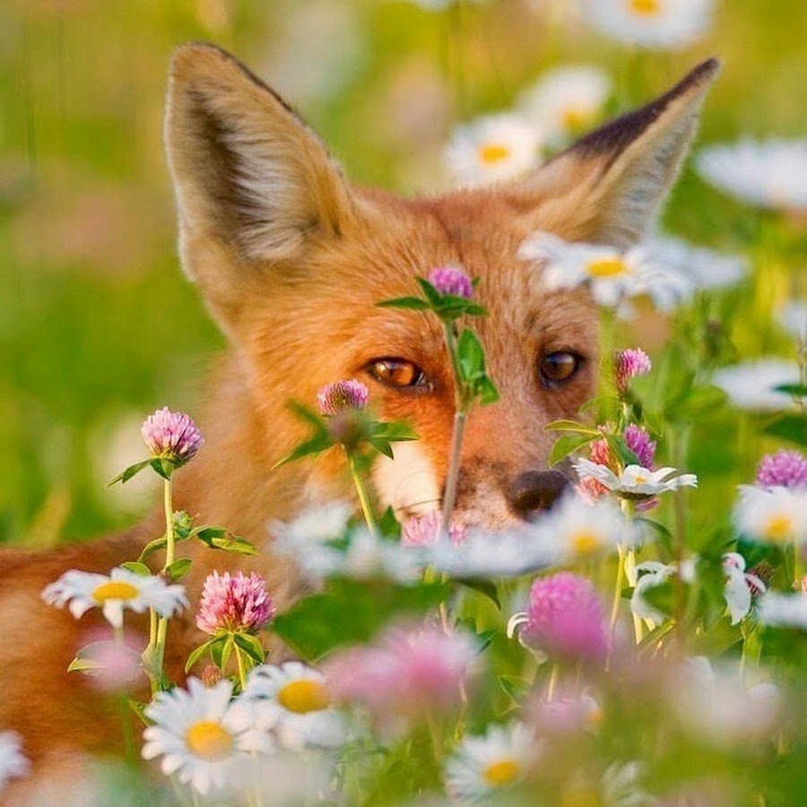 Лиса эскиз цветная