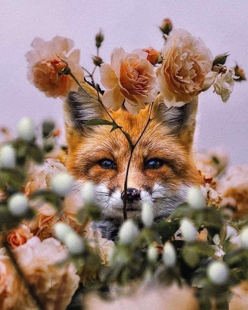 Лиса весной