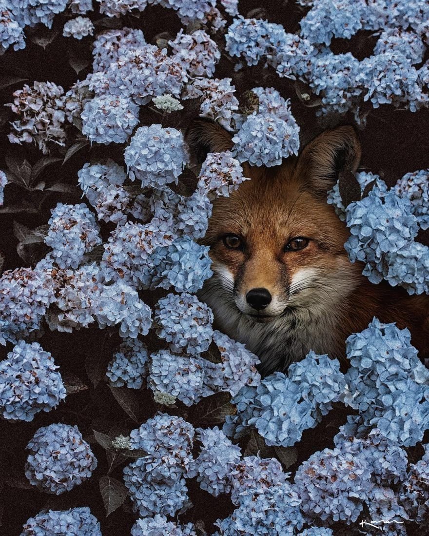 Лиса миниатюра