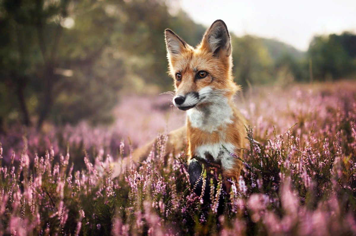 Эстетика Лис