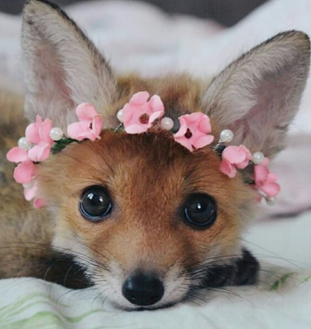 Тату лиса неотрад