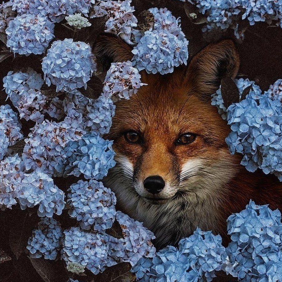 Танцующая Лисичка