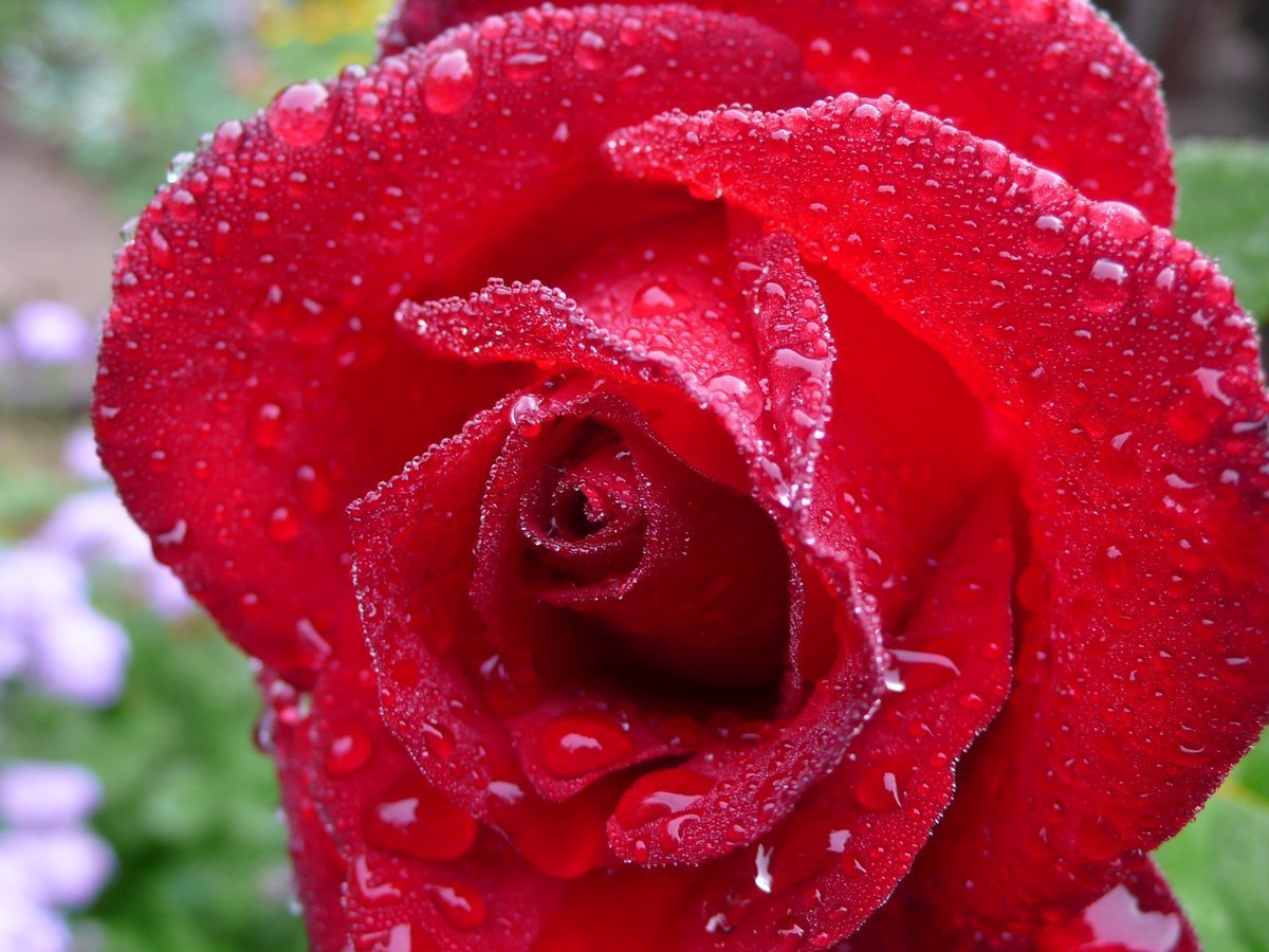 Роза капелька красная