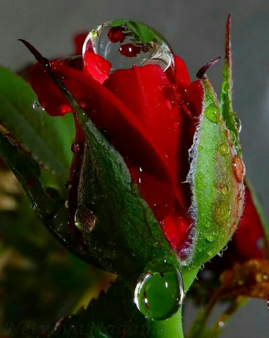 Роса на цветах