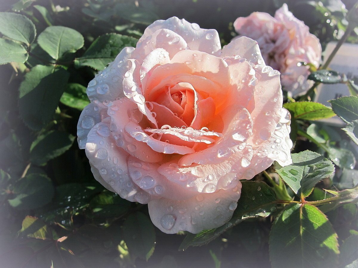 Утренняя роза