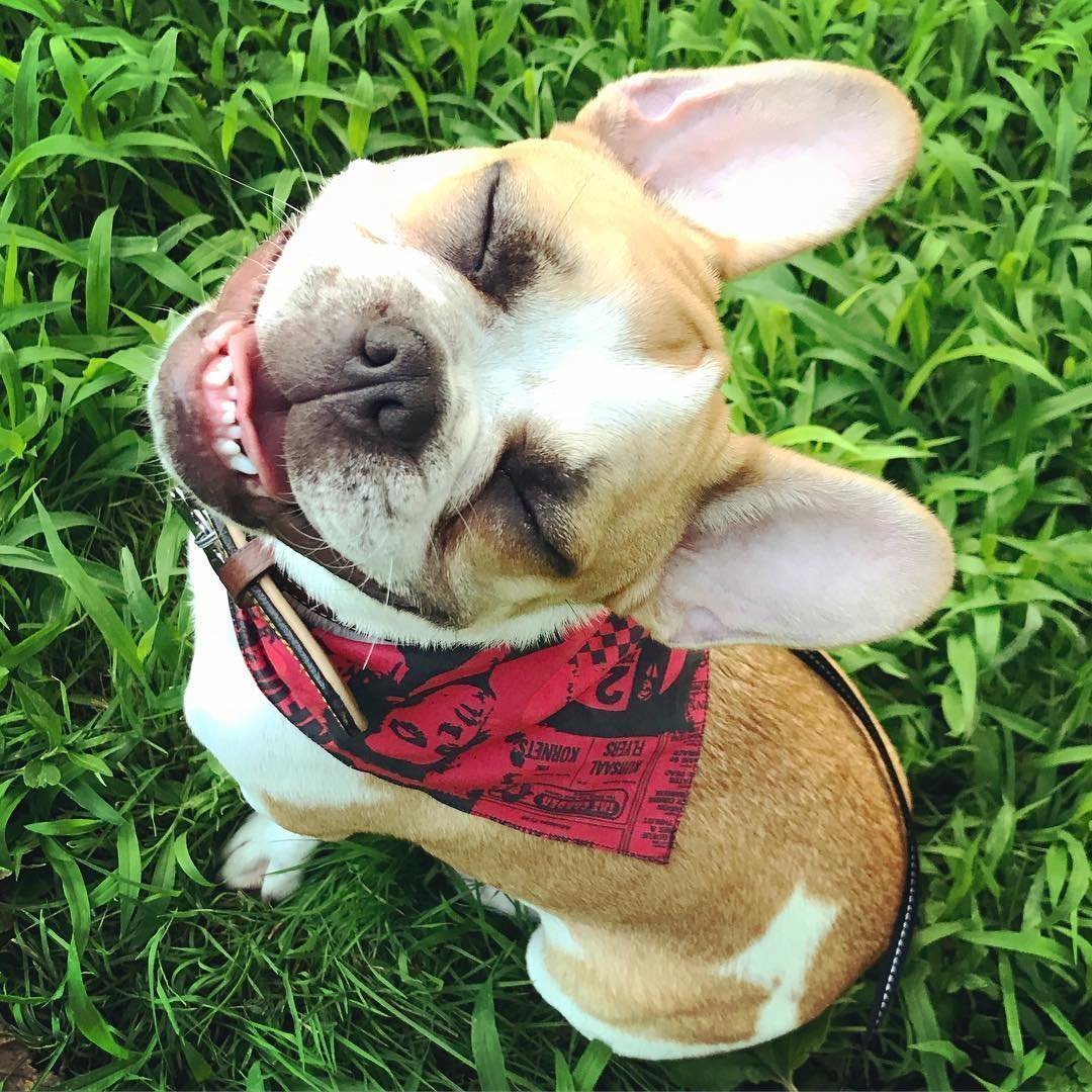 Прикольные картинки для поднятия настроения