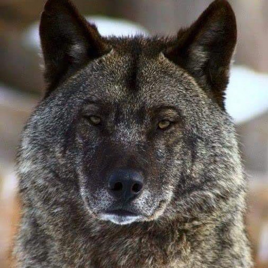 фото тамбов волков