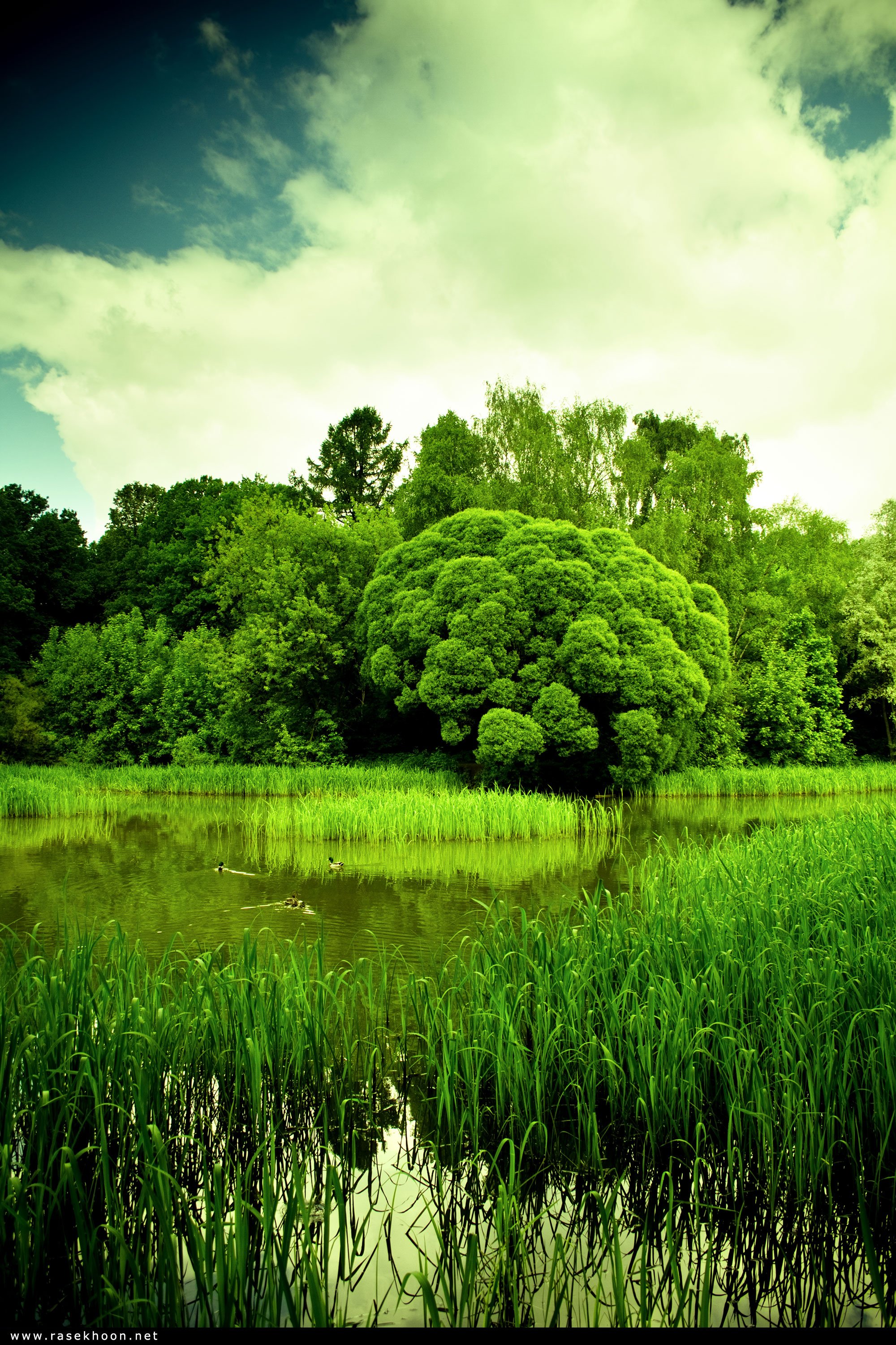 Заставка на телефон природы вертикальные. Природа зелень. Зеленая природа. Шикарная природа. Летняя природа.