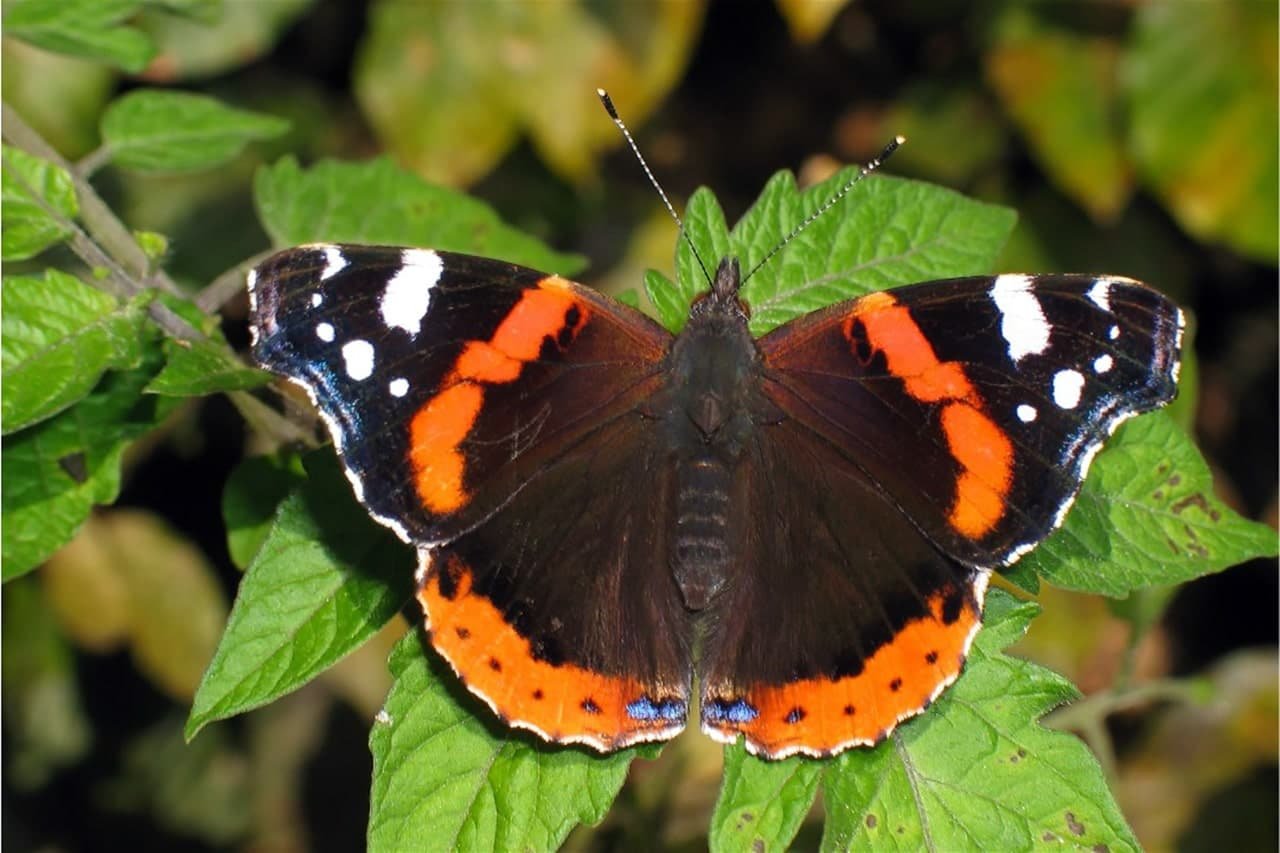 Бабочка на букву п. Vanessa Atalanta бабочка. Олимпиус Инферно бабочка. Бабочка красный Адмирал. Дневная бабочка Адмирал.
