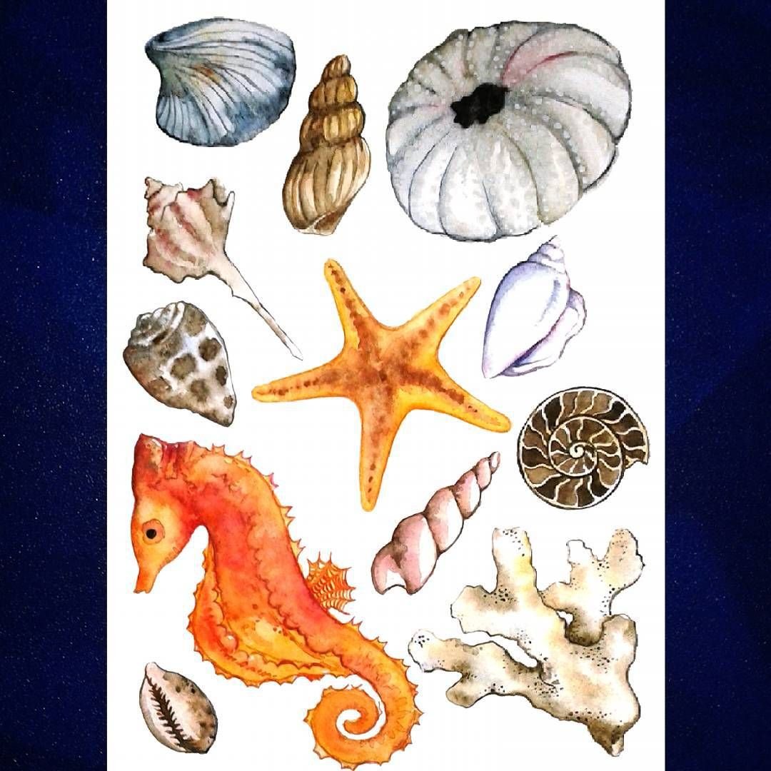 Водоросли ракушки и морские обитатели