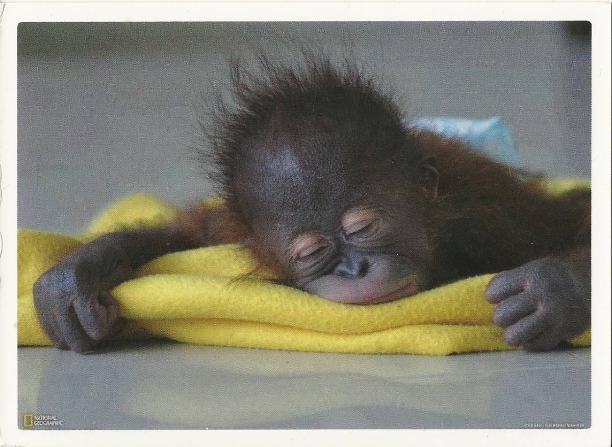 Спокойной ночи мартышка