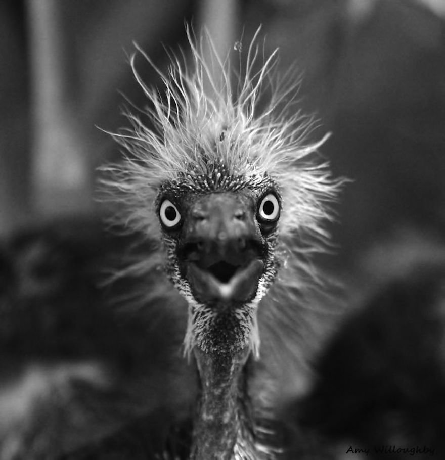 Чепушило страус