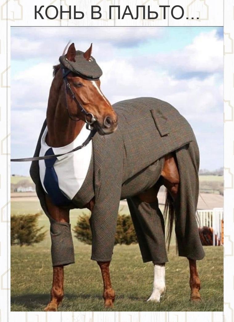 Выражение конь в пальто