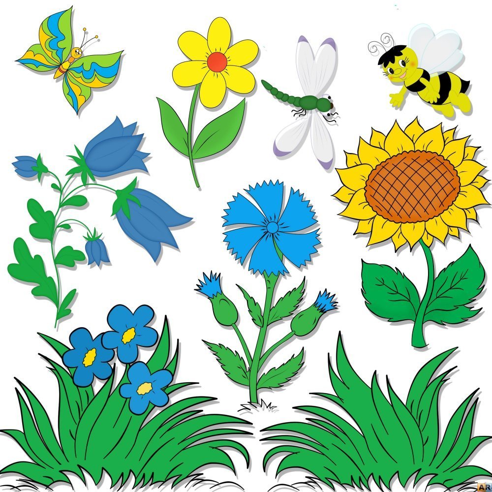 Рисование полевых цветов