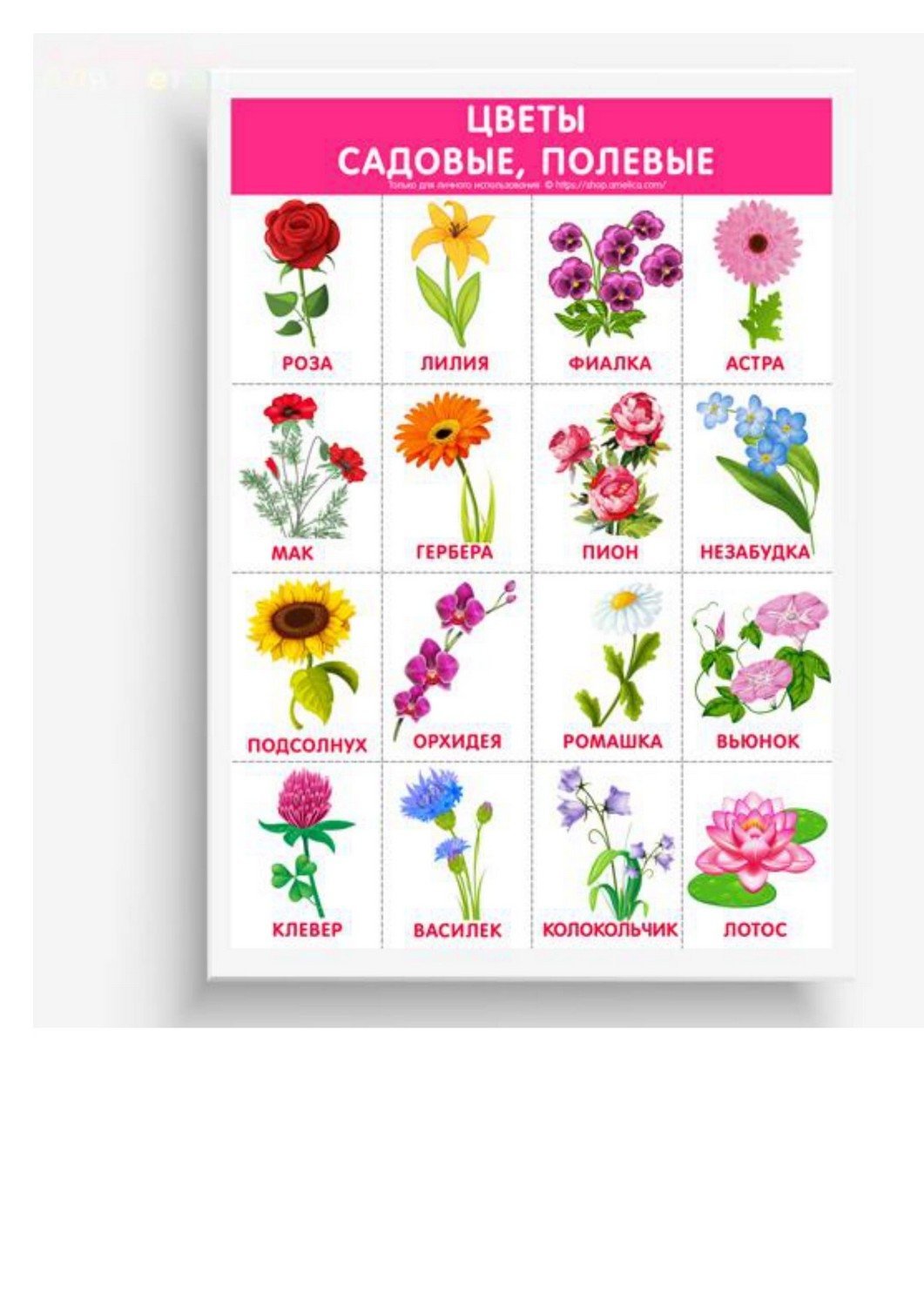 Садовые и луговые цветы