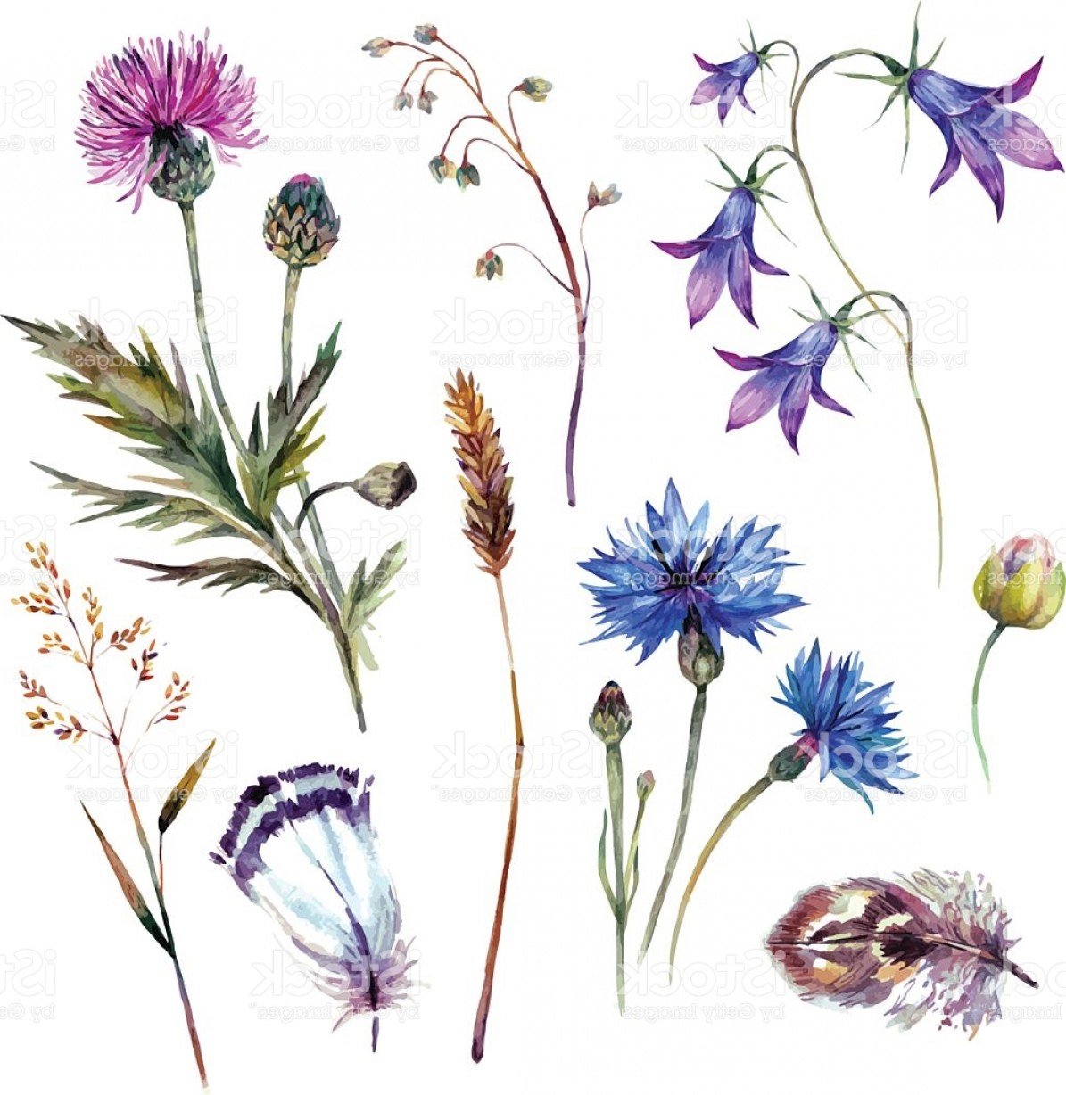 Полевые травы акварель